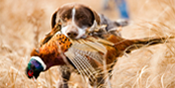 bird dog
