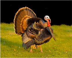 Turkey Hunting Safety Tips